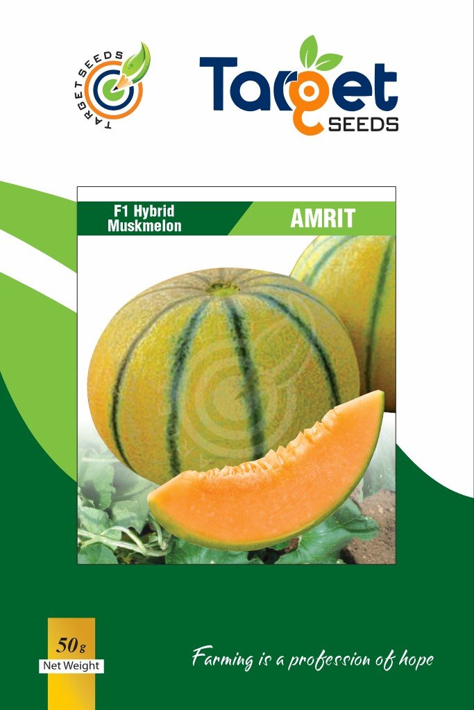 Amrit Muskmelon