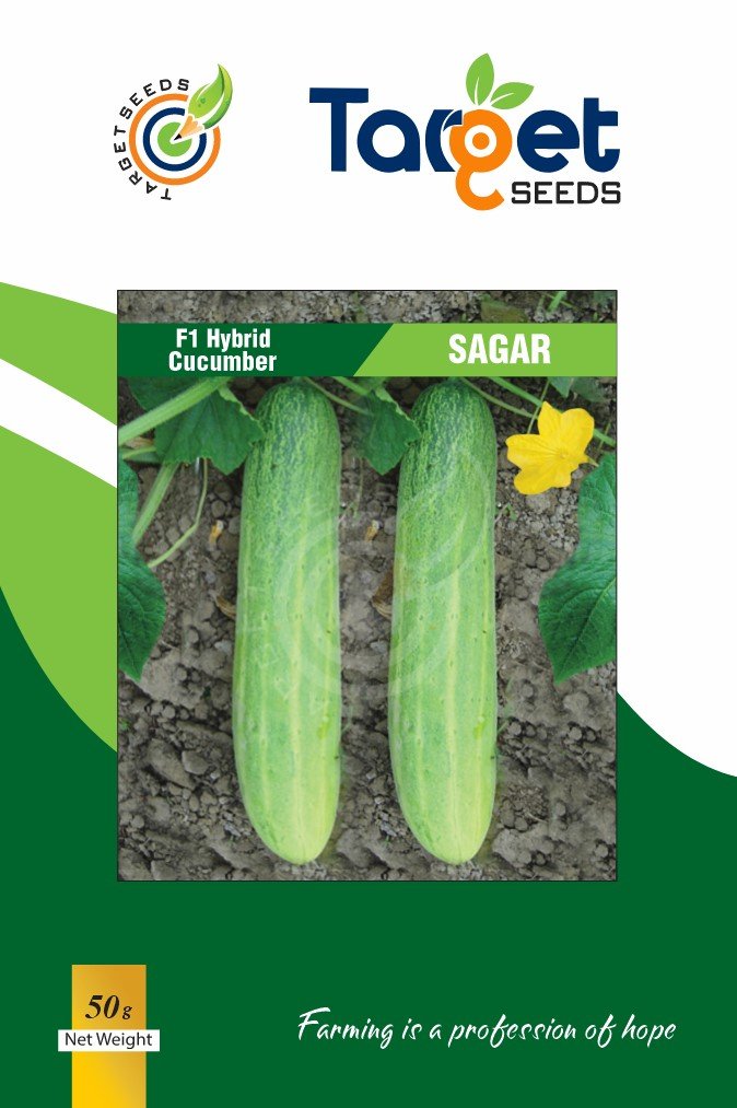 Sagar Cucumber